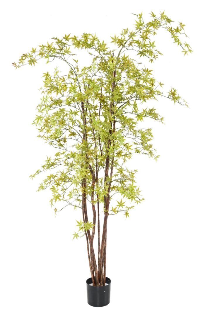 aralia pe 180 uv maple 1 scaled