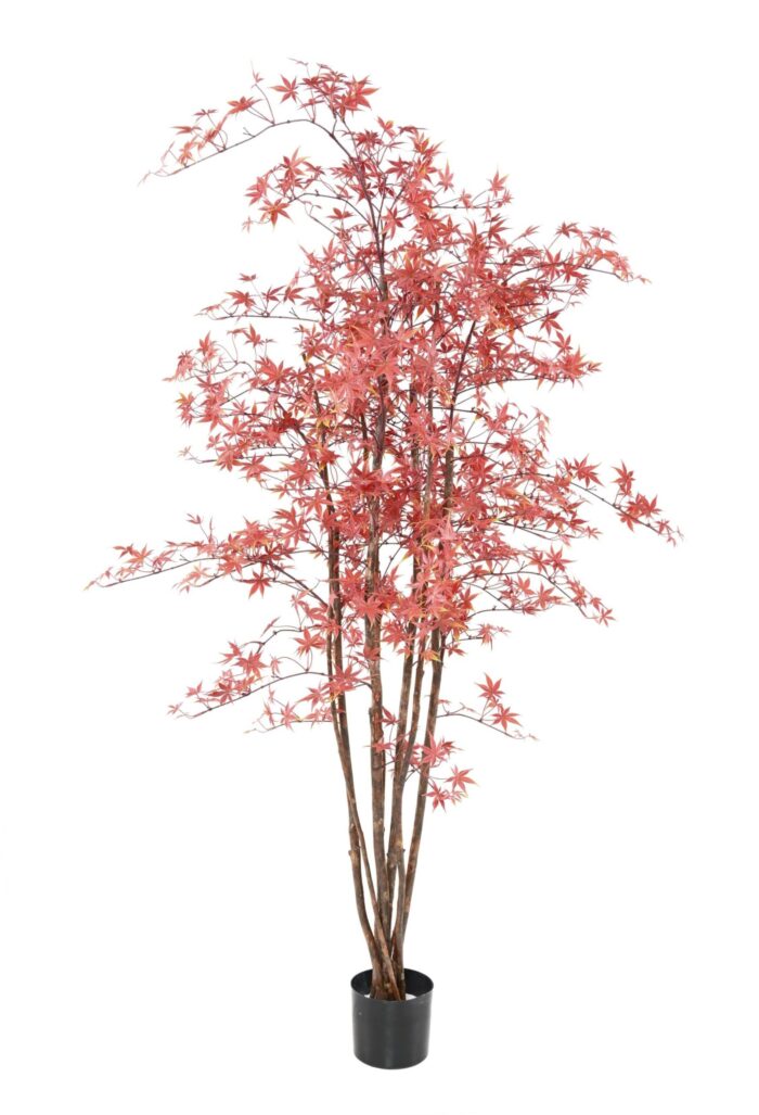 aralia pe 180 uv maple scaled