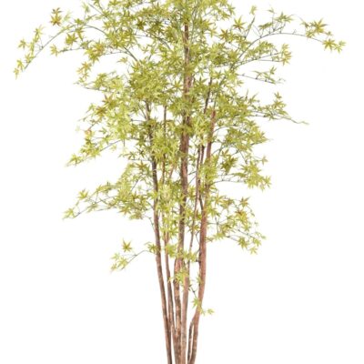 aralia pe 200 210 uv 1 scaled