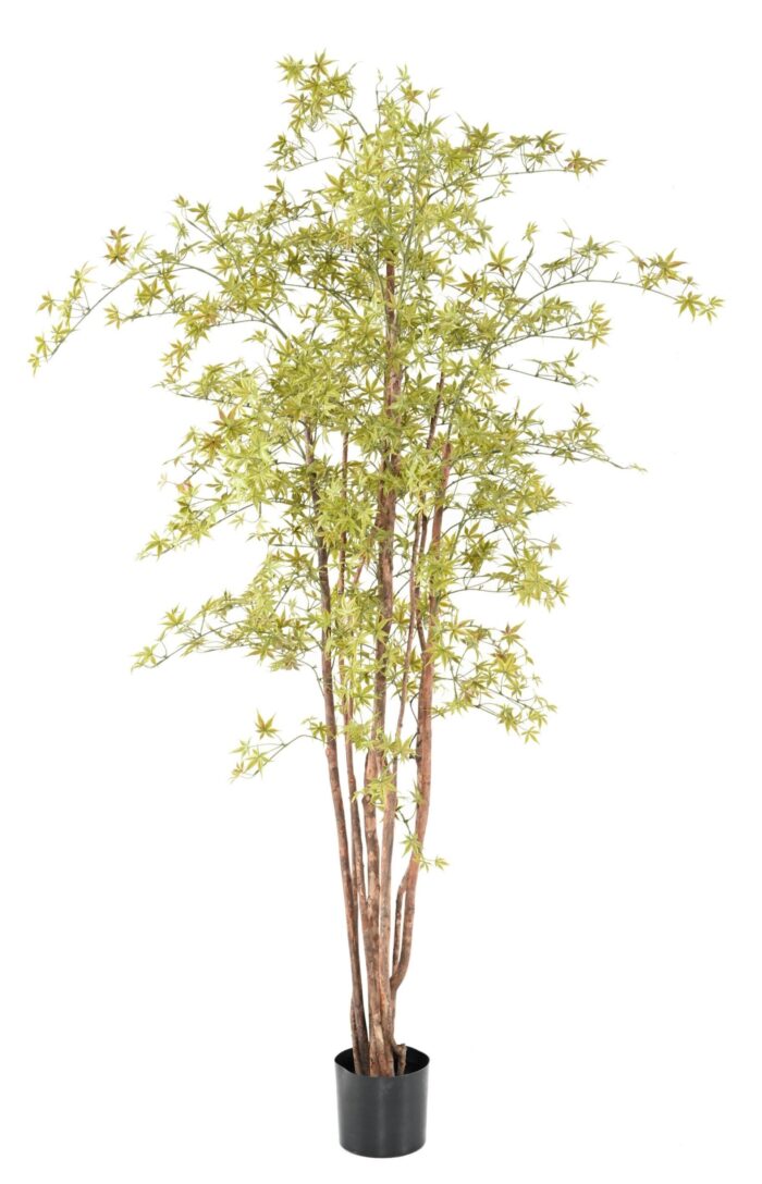 aralia pe 200 210 uv 1 scaled