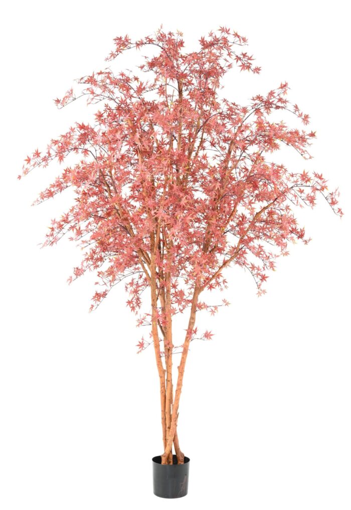 aralia pe tree 280 uv 1 scaled
