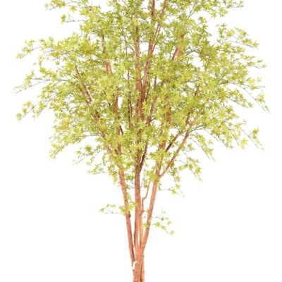 aralia pe tree 280 uv scaled
