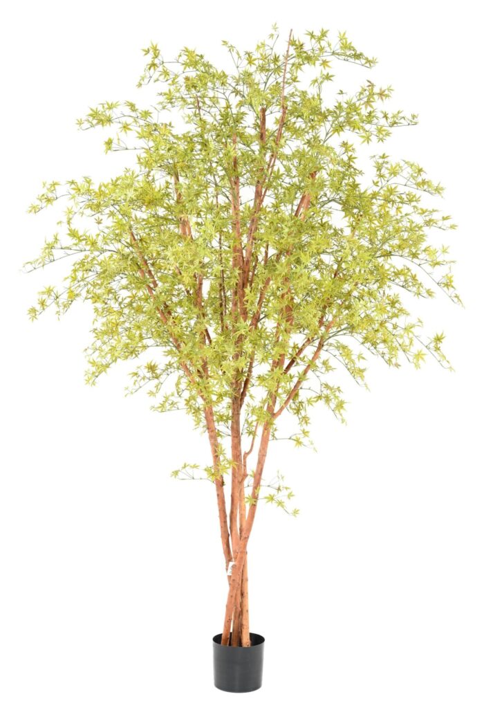 aralia pe tree 280 uv scaled
