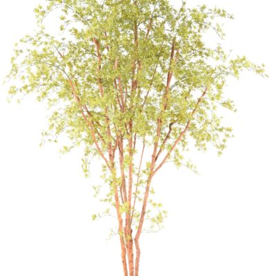aralia pe tree 330 uv scaled