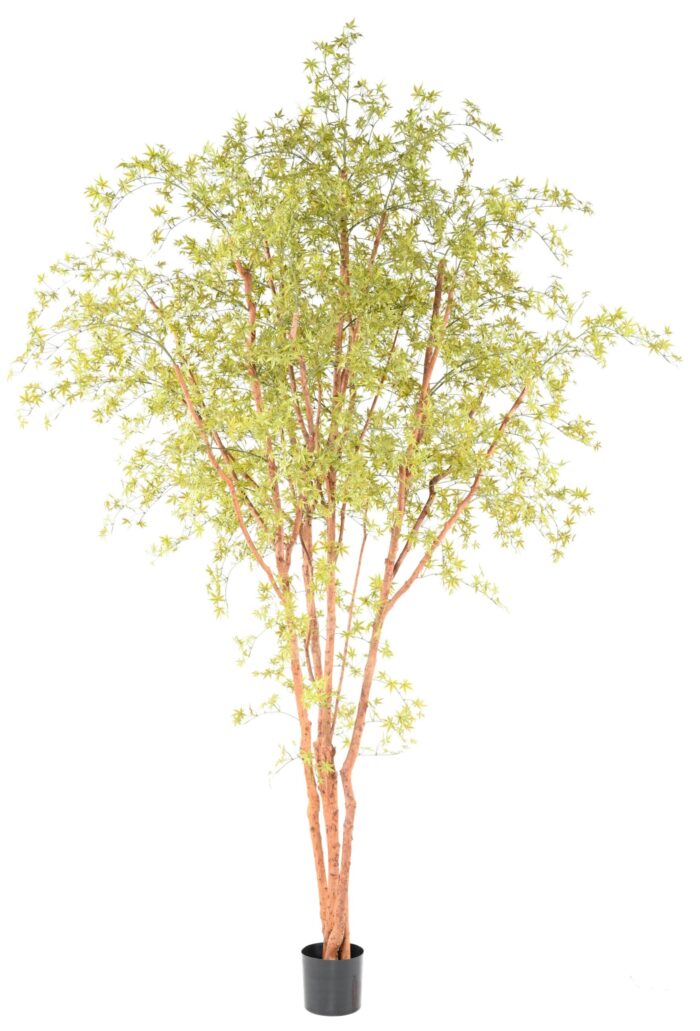 aralia pe tree 330 uv scaled
