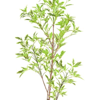 aralia plerandra scaled