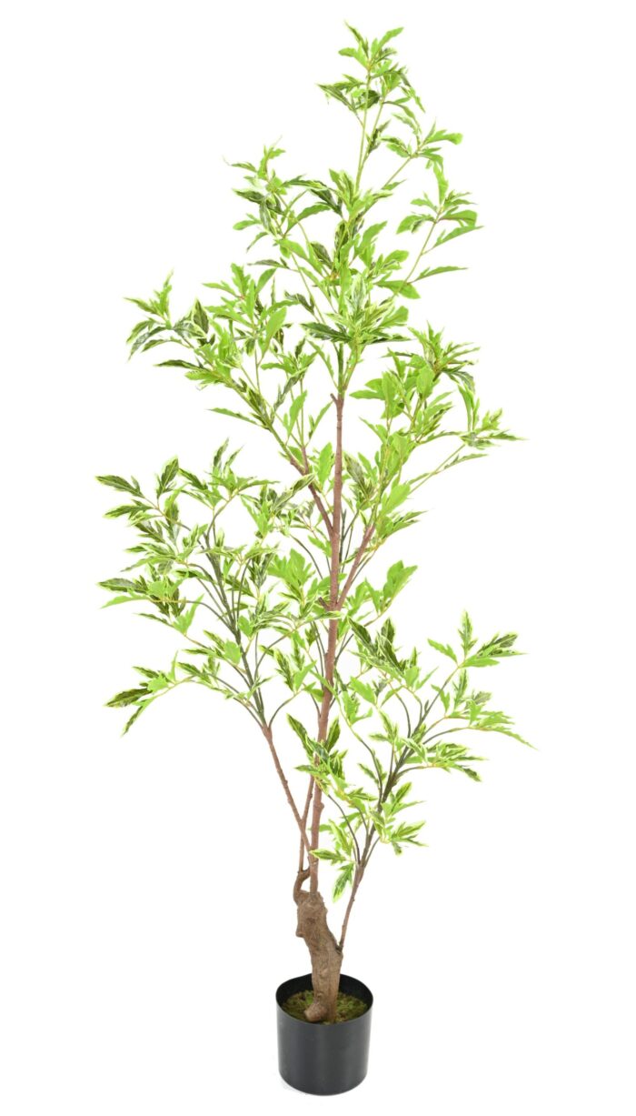 aralia plerandra scaled