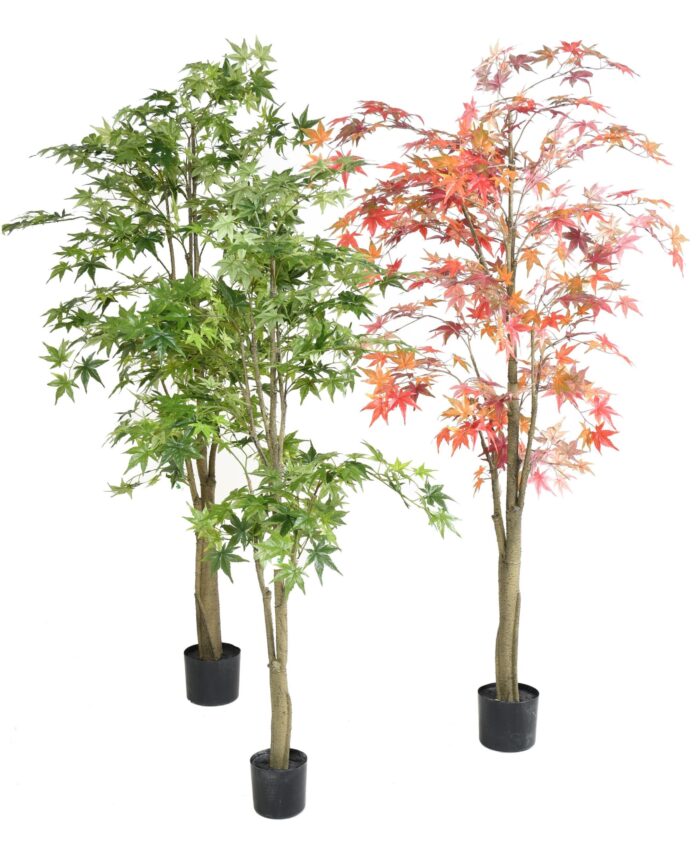 aralia scaled