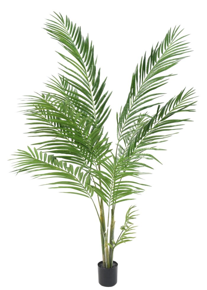 areca