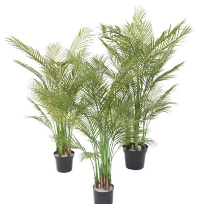 areca multi tree 1 scaled