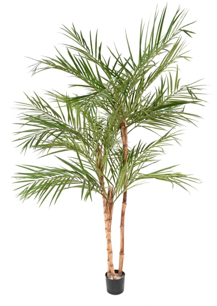areca palm3 1 scaled
