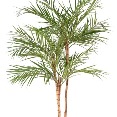 areca palm3 scaled