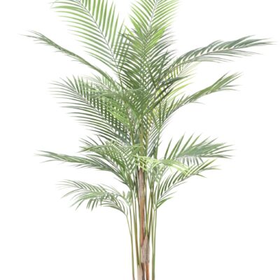 areca plast 1 scaled