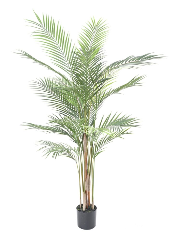 areca plast 1 scaled