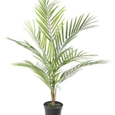 areca plast 2 scaled
