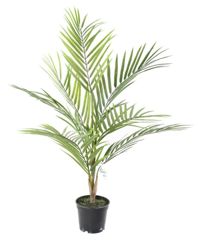 areca plast 2 scaled
