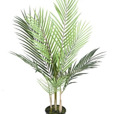 areca plast 3 scaled