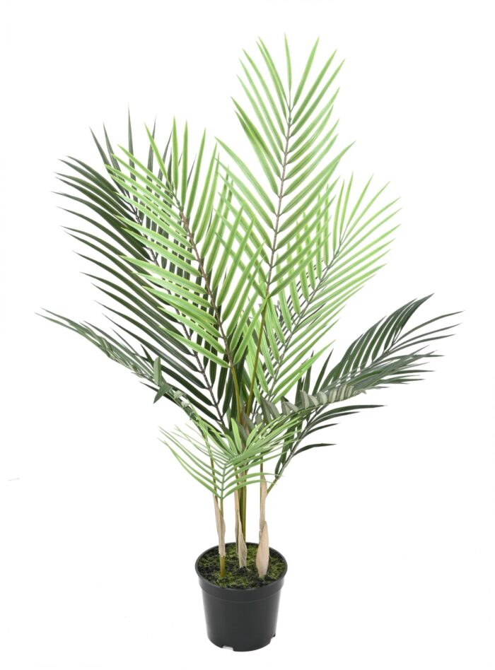 areca plast 3 scaled