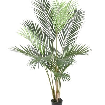 areca plast 4 scaled