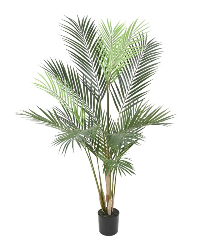areca plast 4 scaled