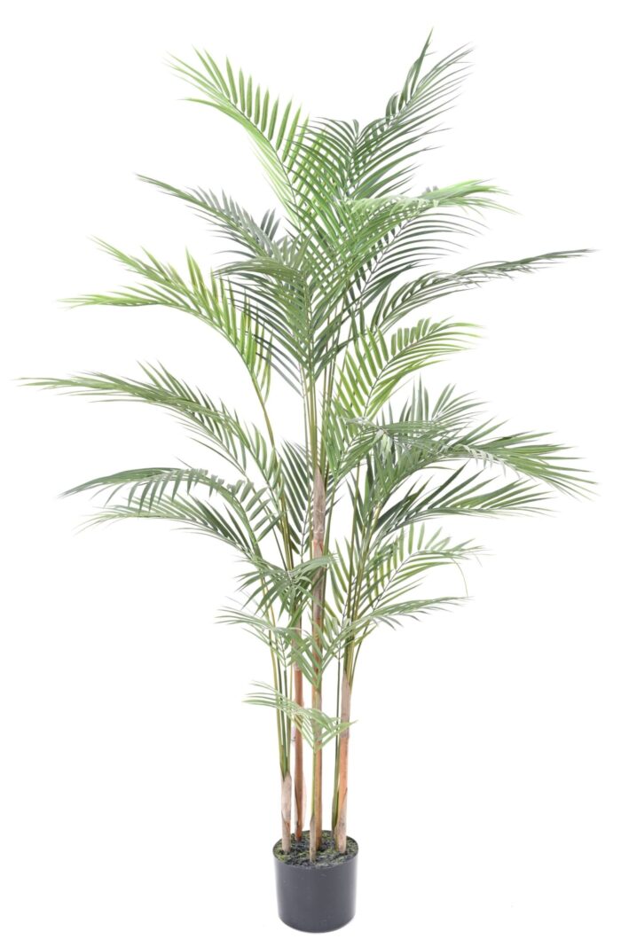 areca plast scaled