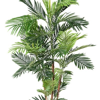 areca tree 1 scaled