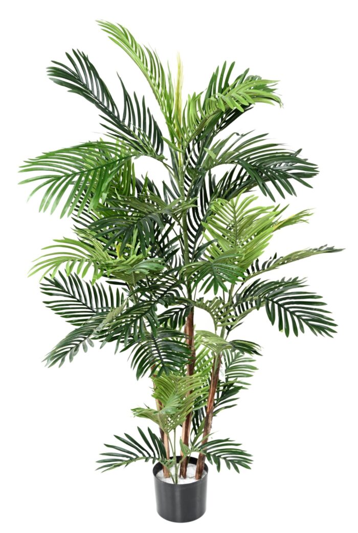 areca tree 1 scaled