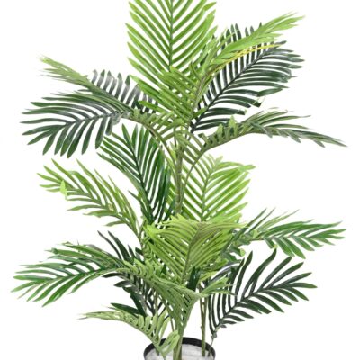 areca tree 2 scaled
