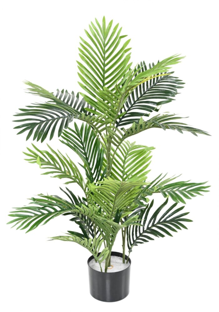 areca tree 2 scaled