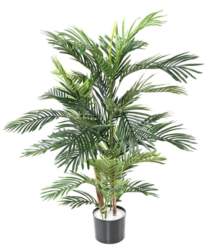 areca tree 3 scaled