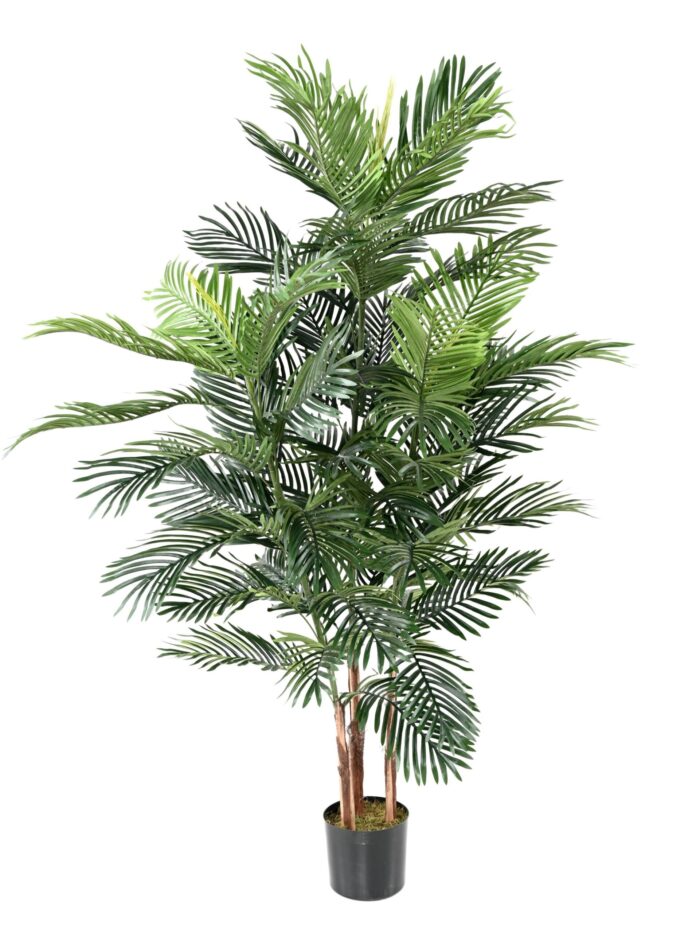 areca tree scaled