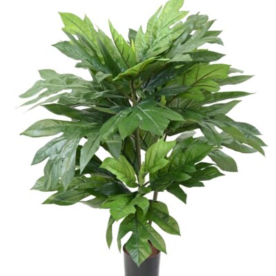 artocarpus altilis bread tree scaled