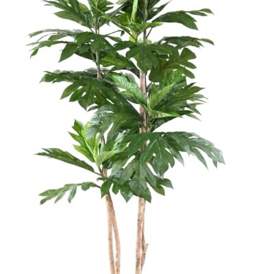 artocarpus altilis multi trunks bread tree scaled