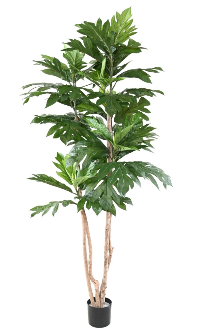 artocarpus altilis multi trunks bread tree scaled