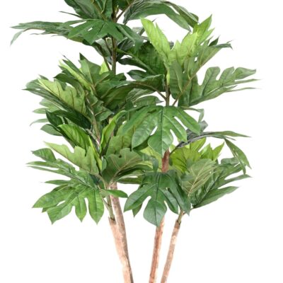 artocarpus altilis multi trunks breadfruit scaled