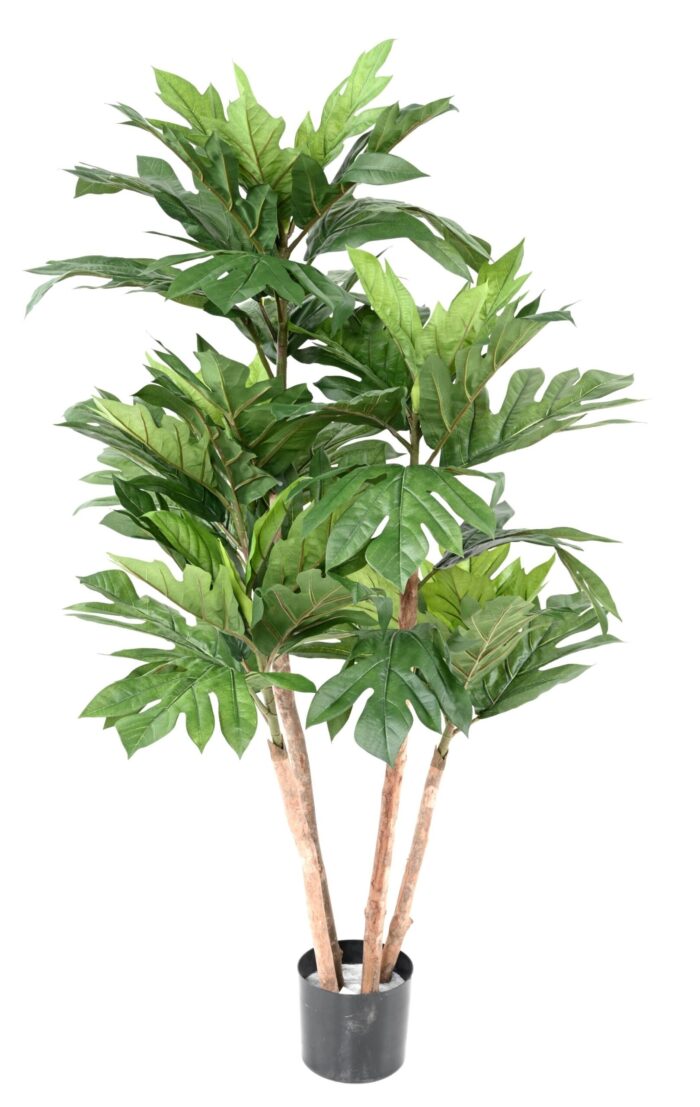 artocarpus altilis multi trunks breadfruit scaled