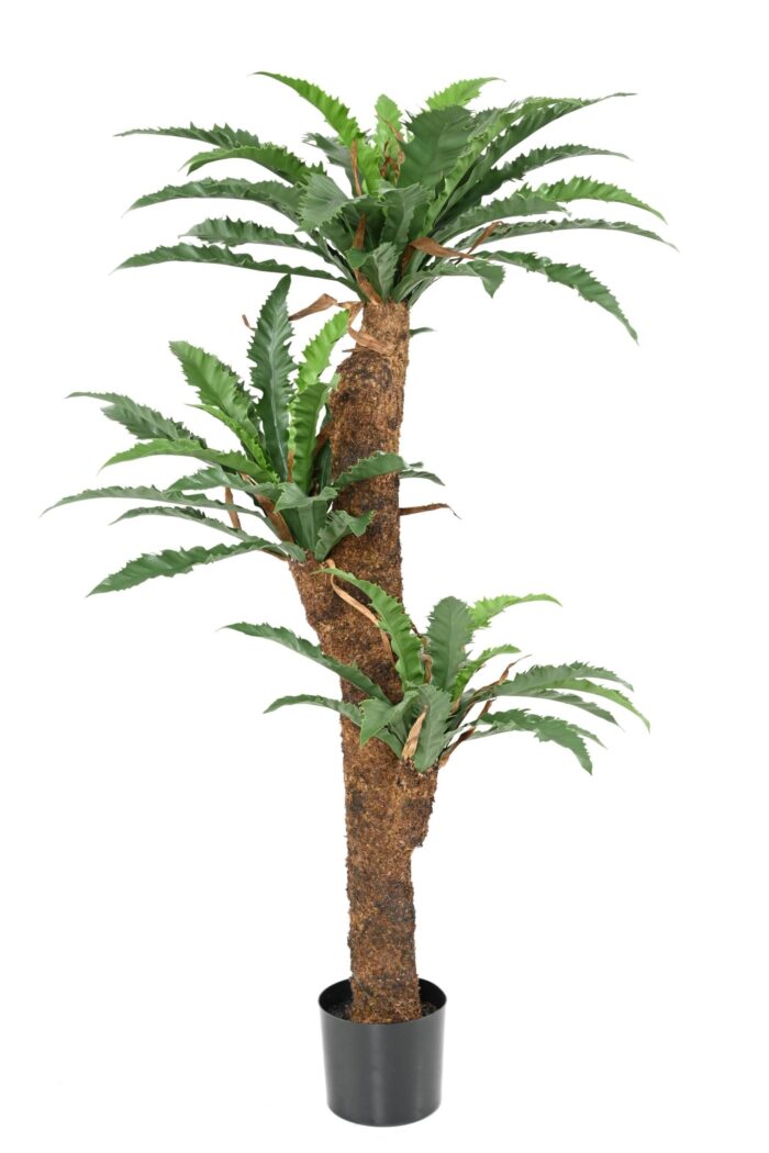 asplenium dakila 140 scaled