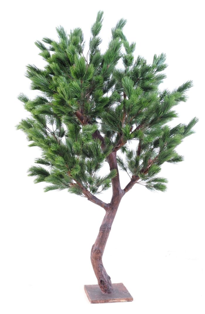 austria wide pine scaled