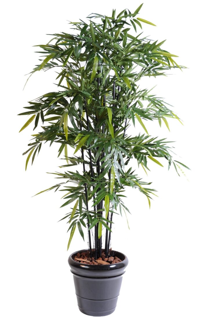 bamboo black natural nc 1 scaled