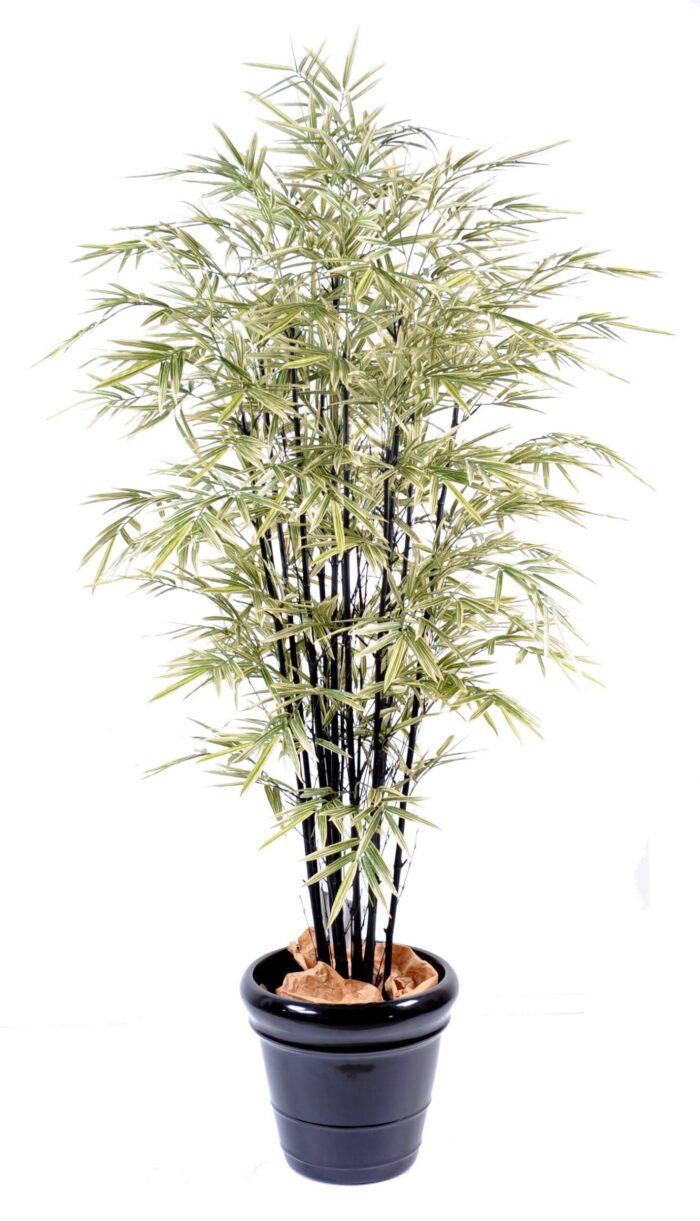 bamboo black shiroshima wide 1 scaled