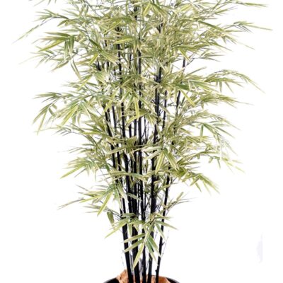 bamboo black shiroshima wide scaled