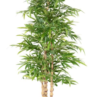 bamboo buddha scaled