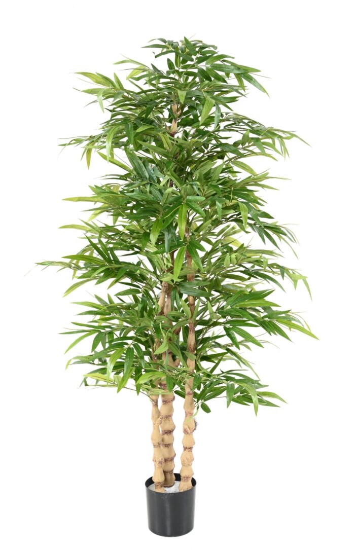bamboo buddha scaled
