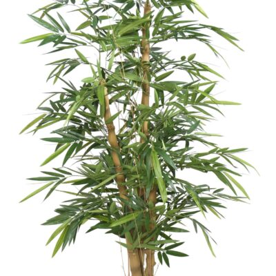 bamboo buddha tree 1 scaled