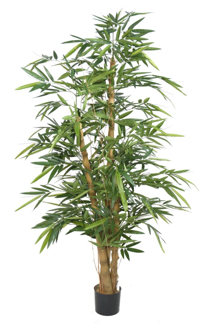 bamboo buddha tree 1 scaled