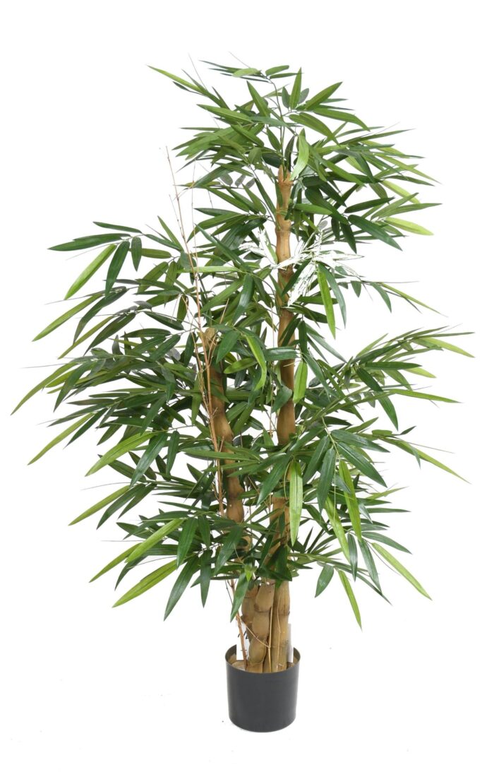 bamboo buddha tree scaled
