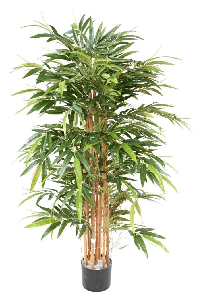 bamboo bush eco scaled