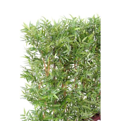 bamboo dense hedge oriental 1 1