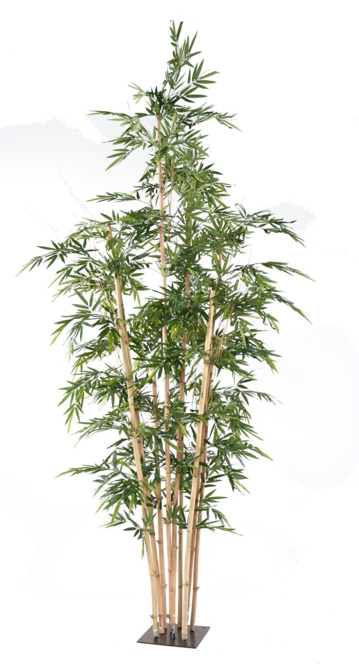 bamboo giant scaled