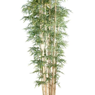 bamboo giant new scaled